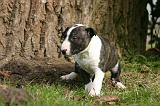 BULL TERRIER MINIATURE 289